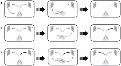 Reward prediction error in learning-related behaviors